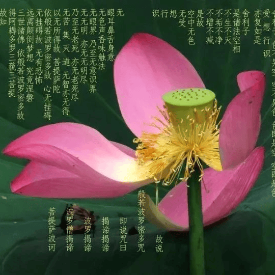 太(tài)极音乐大合集，送给练太(tài)极的你！（附下载链接）